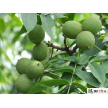 核桃專用抗旱保水劑