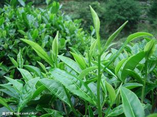 茶葉專用抗旱保水劑